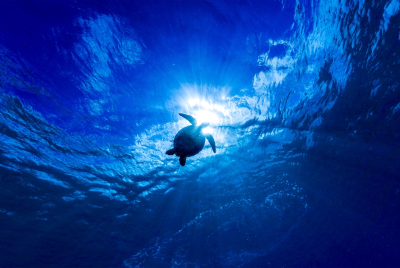 27 Yılda 1,3 Milyondan Fazla Caretta Caretta Denizle Buluştu