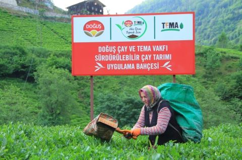 Doğuş Çay, İlk Hasat Sezonunu ..